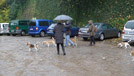 Beagletreffen vom Deistertal 2010